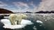 SilberPolar Bear and global warming © Alexander #15175086