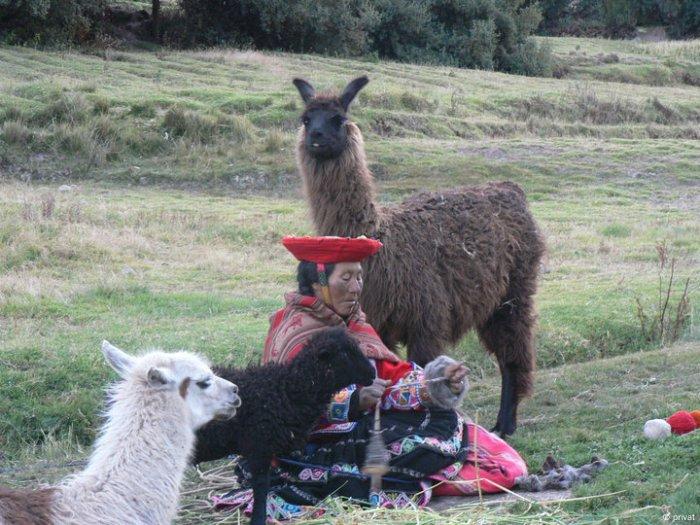 Zwei Lamas, ein Schaf und eine in traditionellem Gewand gekleideten Frau.