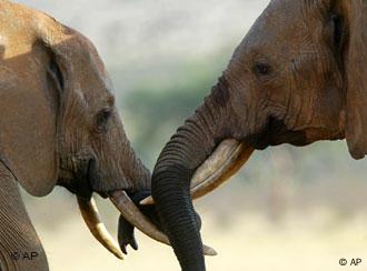 Kenia Nationalpark Elefanten