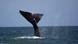 A whale dives off Brazil's Santa Catarina state coast