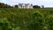 Vineyards at Weingut Waalem (picture-alliance/dpa/C. Rehder)