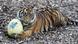 The Sumatran tiger cub with an Easter egg